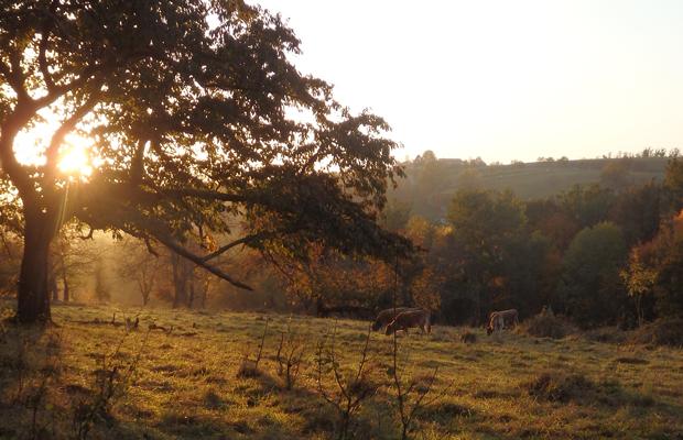 Streuobstwiese im Herbstlicht